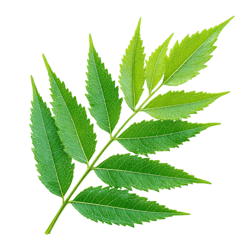 —pngtree—neem leaf isolated on transparent 21684486